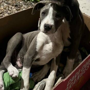 Pit Bull Terrier Dogs Available for Adoption - Polo | PetCurious