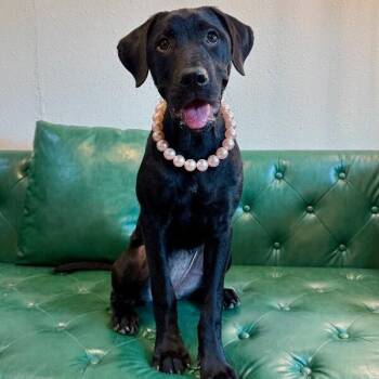 Flora Gentle Grace -  Rottweiler and Great Dane Dog for Adoption in Friendswood, Texas - Flora Gentle Grace | PetCurious
