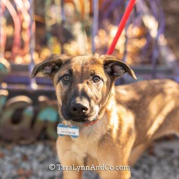 Shepherd Dogs Available for Adoption - Versace | PetCurious