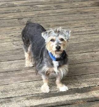 Rescue Yorkshire Terrier Dogs for Adoption in The Woodlands, Texas - Brioni | PetCurious
