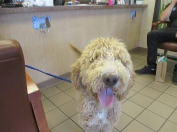 Poodle and Golden Retriever Dogs Available for Adoption in Ocala, Florida - A381126 | PetCurious