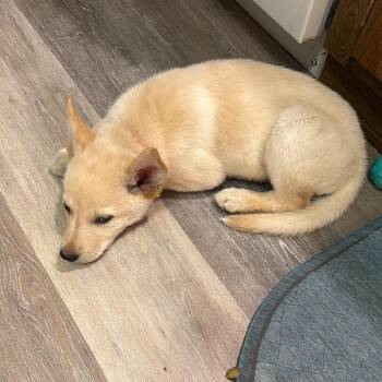 Mixed Breed Dogs Available for Adoption - Nalla | PetCurious