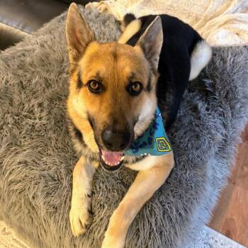German Shepherd Dog Dogs Available for Adoption in Pataskala, Ohio - Señor Clyde | PetCurious