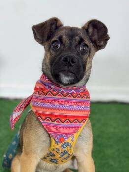 Pug and Belgian Shepherd Malinois Dogs Available for Adoption in Carlsbad, California - Peter Pan | PetCurious