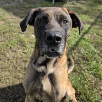 Ripp -  Mixed Breed Dog for Adoption in Cooperstown, New York - Ripp | PetCurious