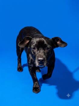 STORM -  Mixed Breed Dog for Adoption in Jacksonville, Florida - STORM | PetCurious