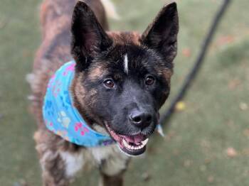 Siberian Husky and Mixed Breed Dogs Available for Adoption in Charlotte, North Carolina - REMI | PetCurious