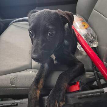Ballard -  Terrier and Mixed Breed Dog for Adoption in Birmingham, Alabama - Ballard | PetCurious