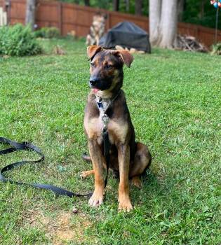 Jack (5mo PUPPY) -  German Shepherd Dog Dog for Adoption in Greeneville, Tennessee - Jack (5mo PUPPY) | PetCurious
