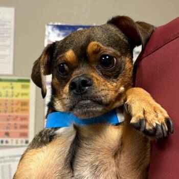 Peter -  Pug and Mixed Breed Dog for Adoption in Yuma, Arizona - Peter | PetCurious