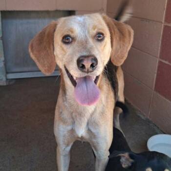 Hank -  Hound Dog for Adoption in Grand Bay, Alabama - Hank | PetCurious