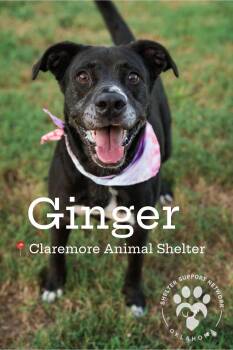 GINGER -  Black Labrador Retriever Dog for Adoption in Claremore, Oklahoma - GINGER | PetCurious