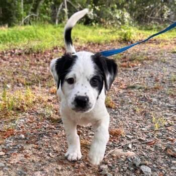 Black Labrador Retriever Dogs Available for Adoption in Richmond, Virginia - Chincoteague | PetCurious