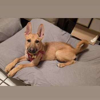 Cici -  Shepherd Dog for Adoption in San Diego, California - Cici | PetCurious