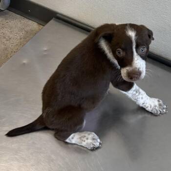 Lefty -  Mixed Breed Dog for Adoption in Las Cruces, New Mexico - Lefty | PetCurious