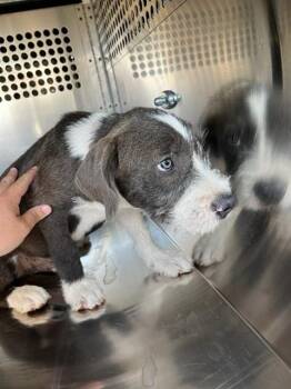 A478924 -  Terrier and Mixed Breed Dog for Adoption in Oklahoma City, Oklahoma - A478924 | PetCurious