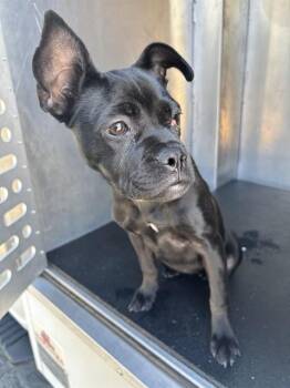 MOXY -  Boston Terrier Dog for Adoption in Ontario, California - MOXY | PetCurious