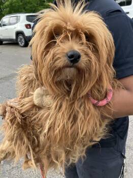 Mixed Breed Dogs Available for Adoption in Dallas, Texas - TRIXIE | PetCurious