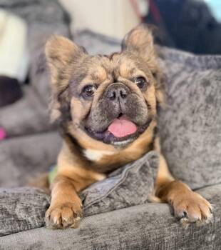 Mufasa -  French Bulldog Dog for Adoption in Wills Point, Texas - Mufasa | PetCurious