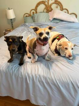 Dachshund and Mixed Breed Dogs Available for Adoption in Saugus, Massachusetts - Dexter | PetCurious