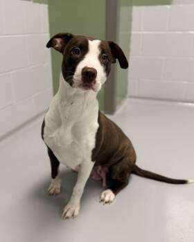 Rescue Pit Bull Terrier Dogs for Adoption in Topeka, Kansas - Bridget | PetCurious