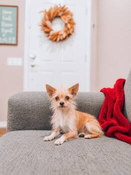 Twilight -  Wirehaired Terrier Dog for Adoption in Goodyear, Arizona - Twilight | PetCurious