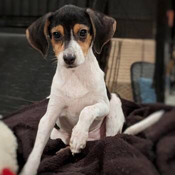 Maggie -  Mixed Breed Dog for Adoption in Jacksonville, Florida - Maggie | PetCurious