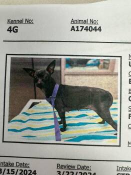 Chihuahua Dogs Available for Adoption in Brookings, Oregon - Cricket | PetCurious