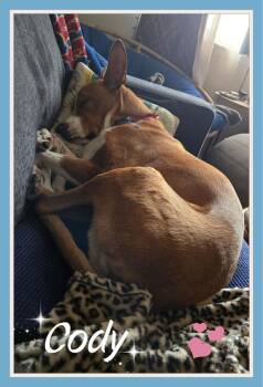 Australian Cattle Dog Blue Heeler Dogs Available for Adoption in South Mills, North Carolina - Cody | PetCurious