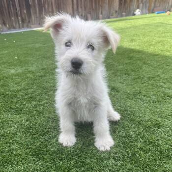 Alastair -  Shepherd and Terrier Dog for Adoption in Cashmere, Washington - Alastair | PetCurious