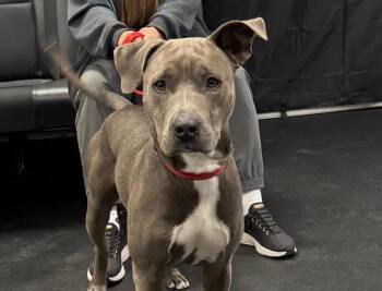 Pit Bull Terrier Dogs Available for Adoption - CHOBEE | PetCurious