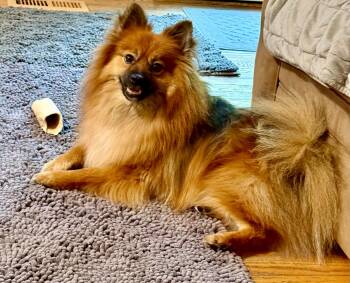 Leonidas -  Pomeranian and Spitz Dog for Adoption in Yorktown, Virginia - Leonidas | PetCurious