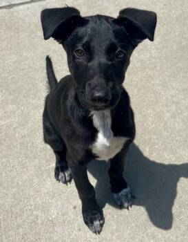 SCARY SPICE -  Pit Bull Terrier and Mixed Breed Dog Available for Adoption in Tulsa, Oklahoma - SCARY SPICE | PetCurious