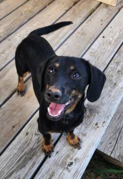 Rescue Dachshund Dogs for Adoption in Shawnee, Oklahoma - Squire | PetCurious