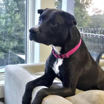 Molly -  Pit Bull Terrier and Mixed Breed Dog for Adoption in Rochester, Minnesota - Molly | PetCurious