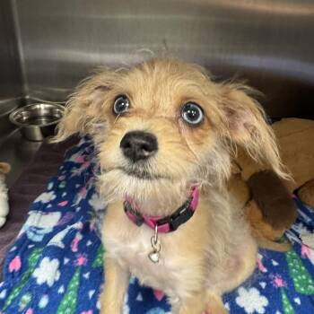 Firecracker -  Terrier Dog for Adoption in Las Vegas, Nevada - Firecracker | PetCurious
