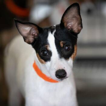 Komere (AG26-28) -  Rat Terrier Dog for Adoption in Peyton, Colorado - Komere (AG26-28) | PetCurious