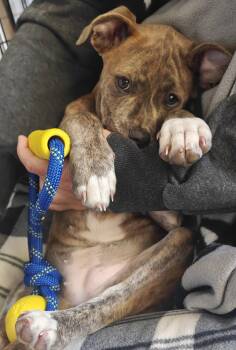 Staffordshire Bull Terrier and Australian Shepherd Dogs Available for Adoption in Davis, California - Shasta | PetCurious