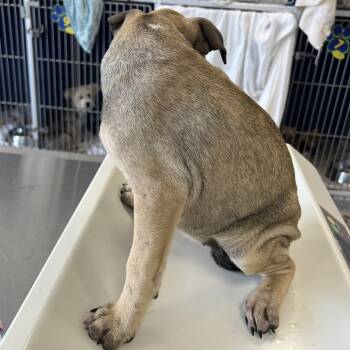 108646 -  Mixed Breed Dog for Adoption in Las Cruces, New Mexico - 108646 | PetCurious