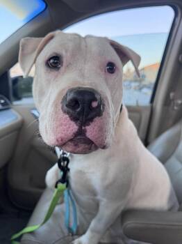 Riorson -  Mixed Breed Dog Available for Adoption in Franklin, New Jersey - Riorson | PetCurious