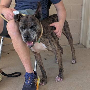 American Bulldog and Mixed Breed Dogs Available for Adoption in Lenoir, North Carolina - Avery(BAS) | PetCurious