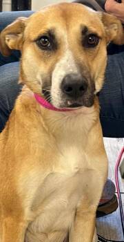 Black Mouth Cur Dogs Available for Adoption in Saginaw, Michigan - Spitzy | PetCurious