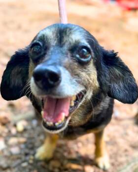 Cantaloupe -  Mixed Breed Dog for Adoption in Wayne, New Jersey - Cantaloupe | PetCurious