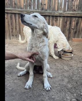 Emberly -  Retriever Dog for Adoption in Lafayette, Colorado - Emberly | PetCurious