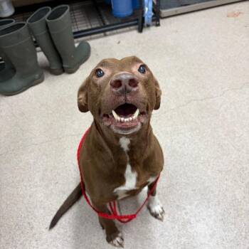 Chocolate Labrador Retriever Dogs Available for Adoption - Little Girl | PetCurious