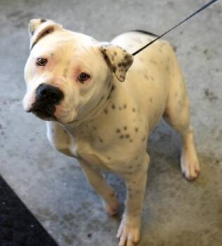 Pit Bull Terrier and Mixed Breed Dogs Available for Adoption in Bowling Green, Kentucky - Bella | PetCurious
