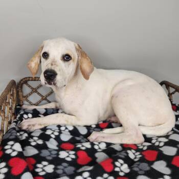Mercy -  Dalmatian and Great Pyrenees Dog for Adoption in Fort Wayne, Indiana - Mercy | PetCurious