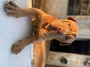 Murphy -  Shar Pei Dog for Adoption in Amarillo, Texas - Murphy | PetCurious