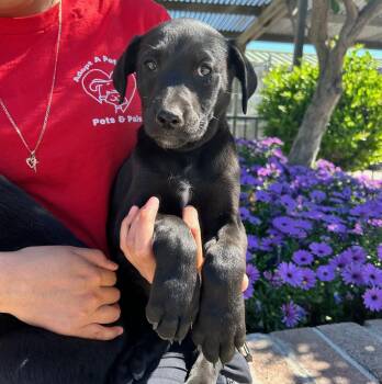 Labrador Retriever and Mixed Breed Dogs Available for Adoption - Kuromi | PetCurious