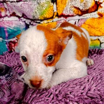 Toffee -  Mixed Breed Dog for Adoption in Franklin, North Carolina - Toffee | PetCurious